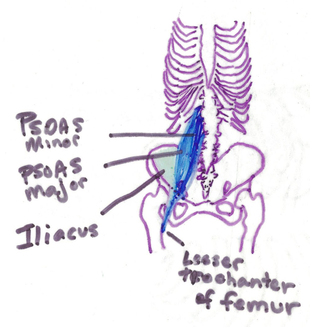 color diagram of ribcage and iliopsoas muscle group